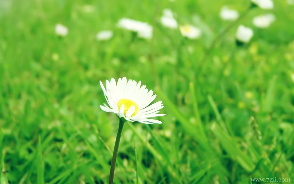 超美清新花卉意境高清壁纸