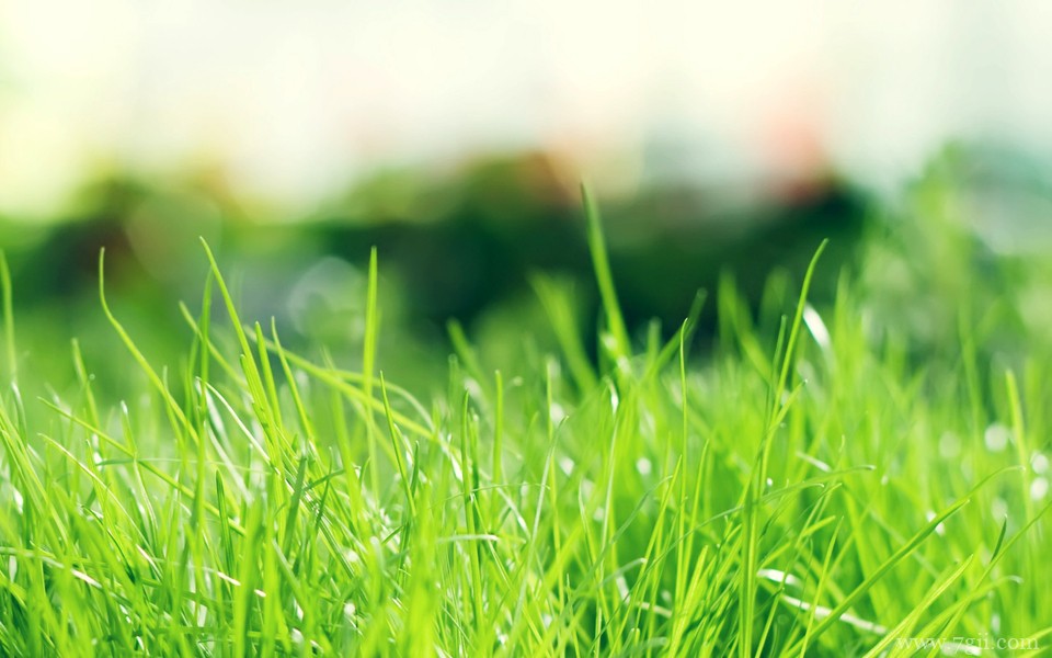 超美清新花卉意境高清壁纸