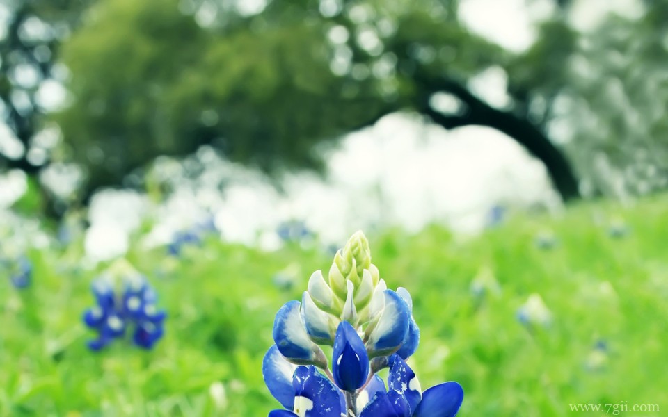 超美清新花卉意境高清壁纸