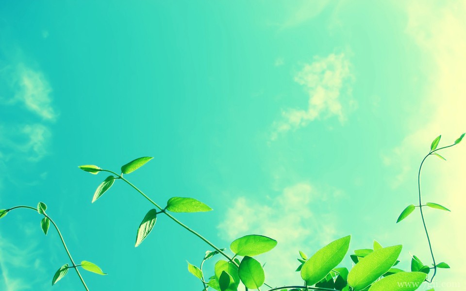 超美清新花卉意境高清壁纸