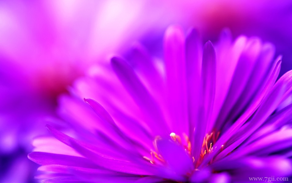 超美清新花卉意境高清壁纸