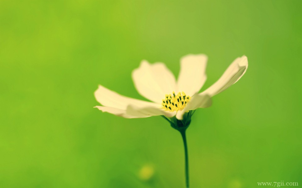 超美清新花卉意境高清壁纸