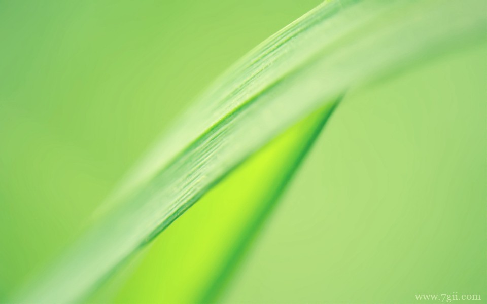 超美清新花卉意境高清壁纸