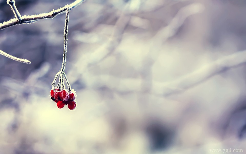 超美清新花卉意境高清壁纸