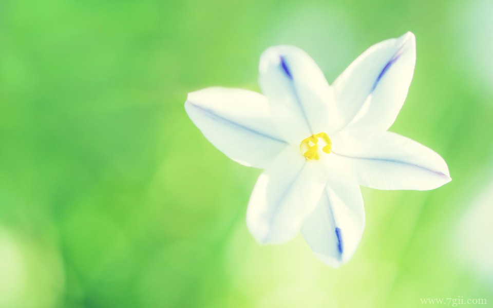 超美清新花卉意境高清壁纸