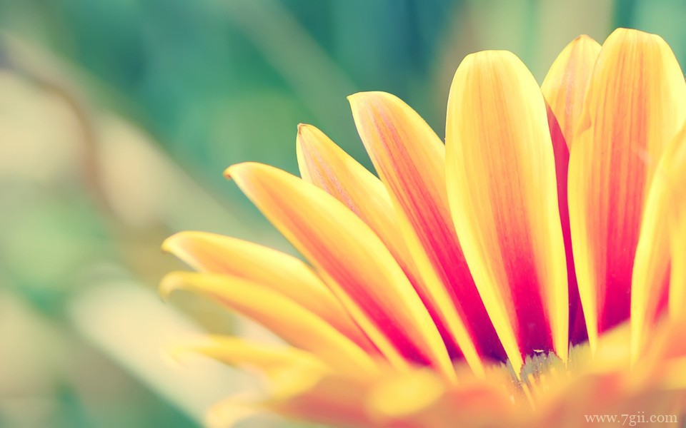 超美清新花卉意境高清壁纸