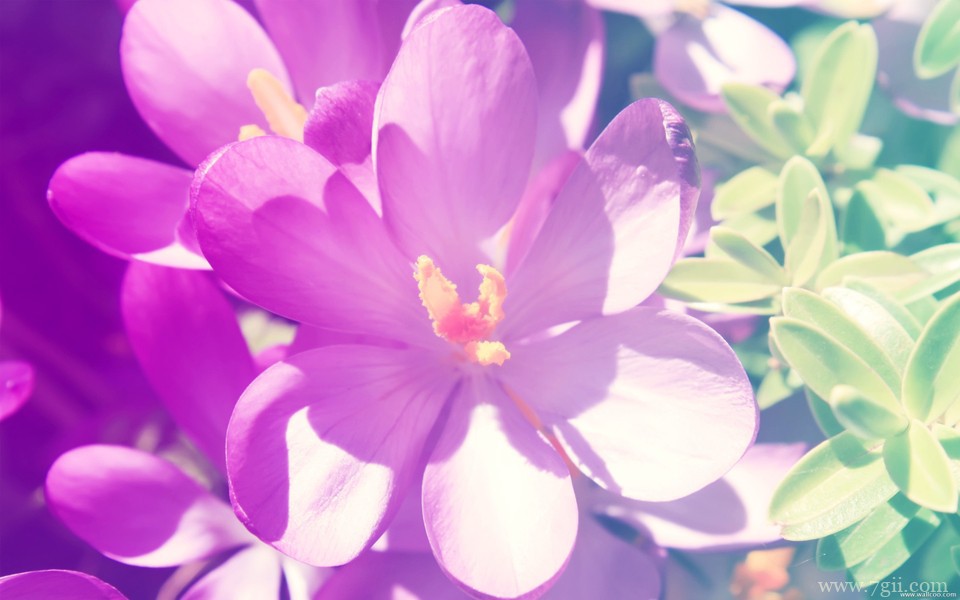 小清新花卉高清桌面壁纸