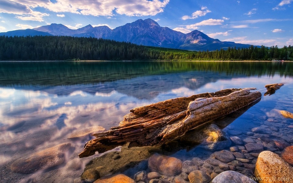 美丽花卉美景高清宽屏壁纸