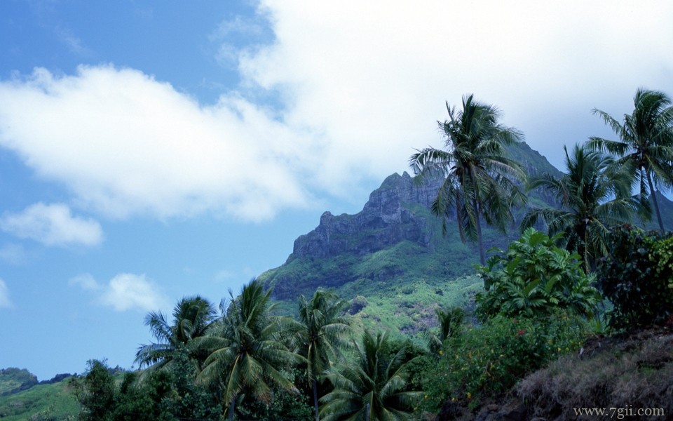 美丽花卉美景高清宽屏壁纸