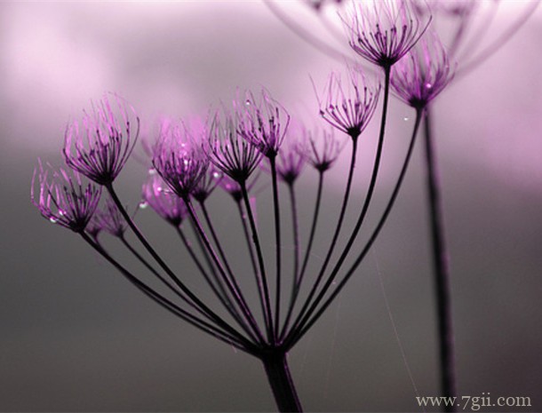 lomo意境花卉图集