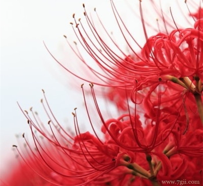 lomo意境花卉图集