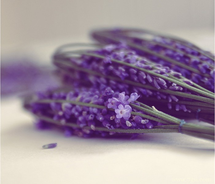 lomo意境花卉图集