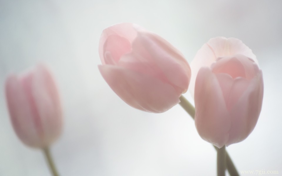 清新意境花卉美景高清壁纸