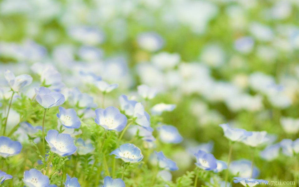 清新意境花卉美景高清壁纸