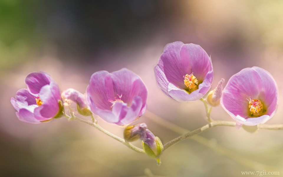 清新意境花卉美景高清壁纸