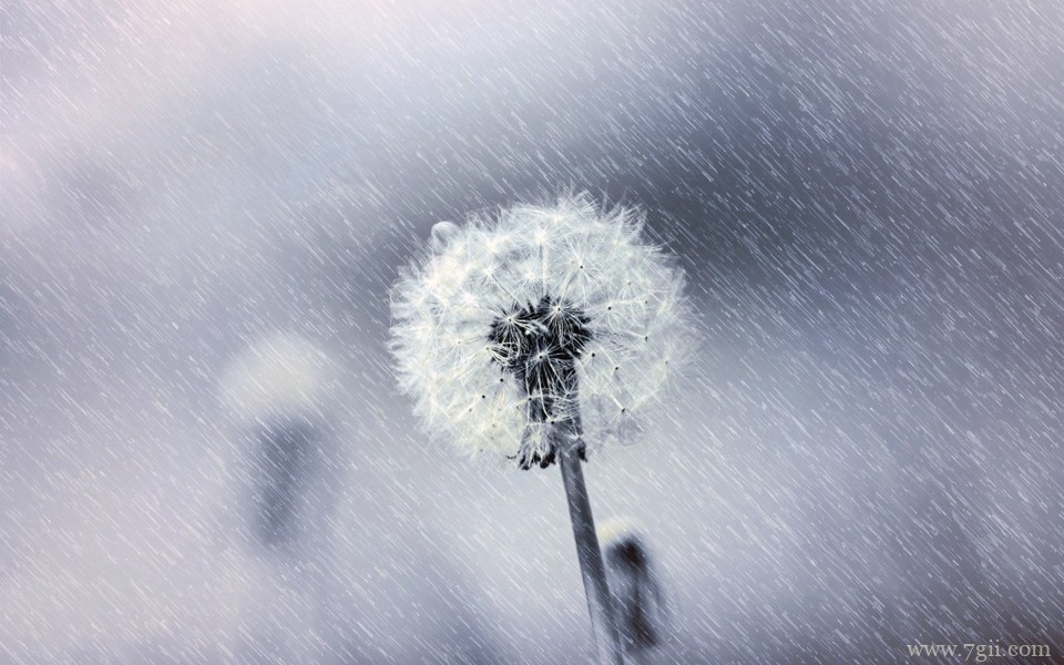 清新意境花卉美景高清壁纸