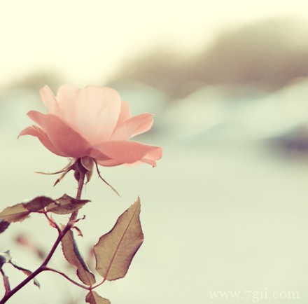 小清新意境花卉图集