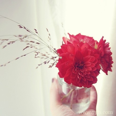 小清新意境花卉图集