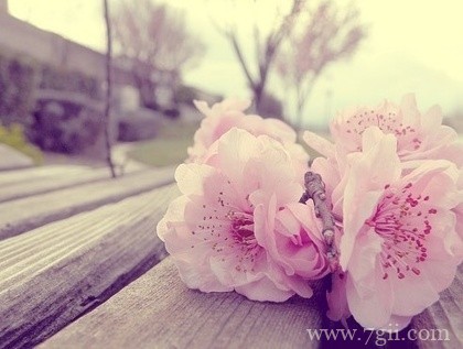 小清新意境花卉图集