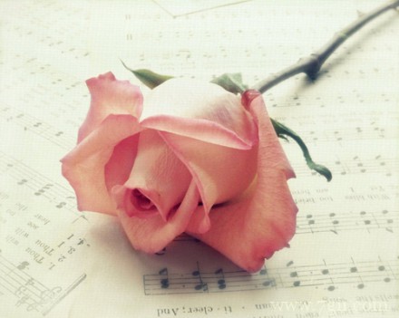 小清新意境花卉图集