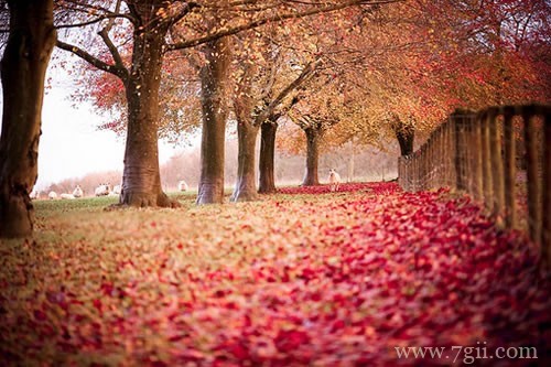 意境小清新花卉美景图片(1 /6 )