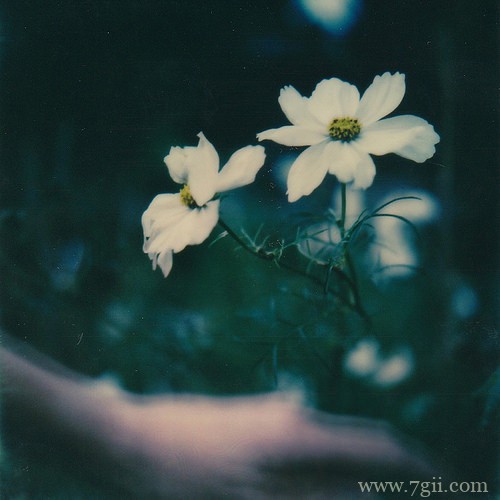 lomo意境花卉书籍图片(1 /6 )