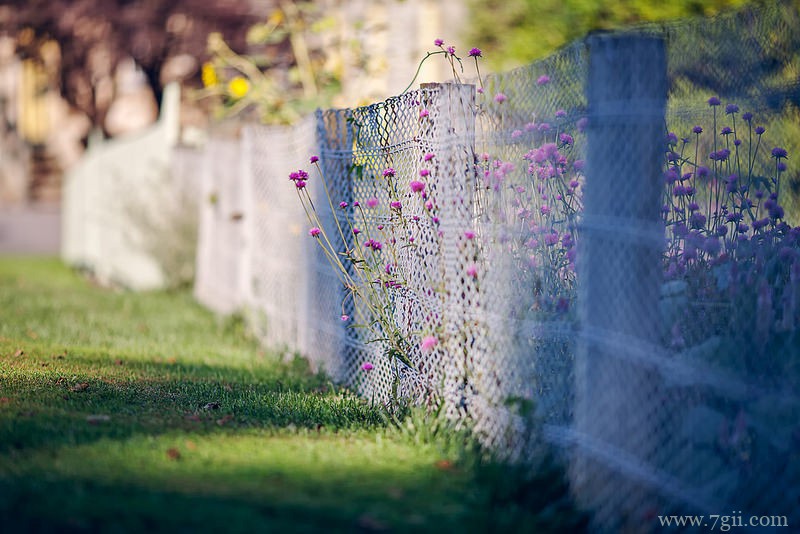 lomo意境花卉书籍图片(1 /6 )