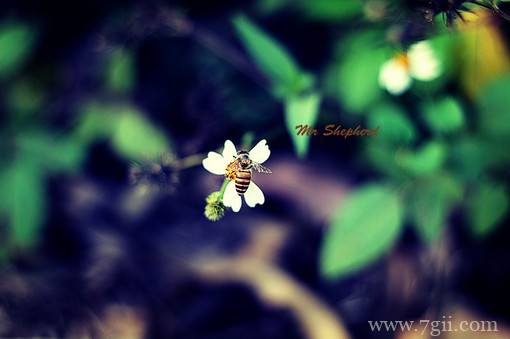 小清新花卉意境美图