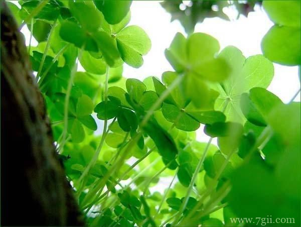 小清新花卉意境美图