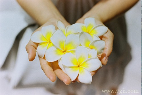 小清新花卉意境美图