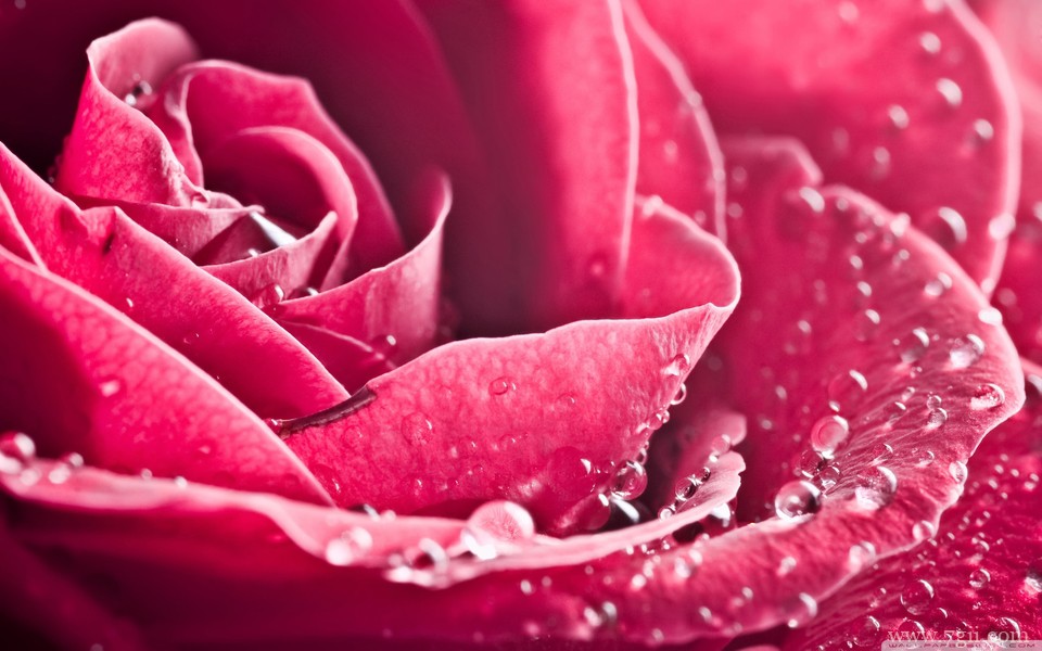 明艳动人花卉高清壁纸