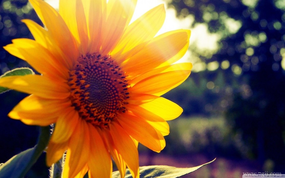 明艳动人花卉高清壁纸