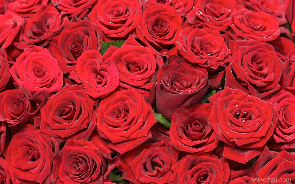 明艳动人花卉高清壁纸