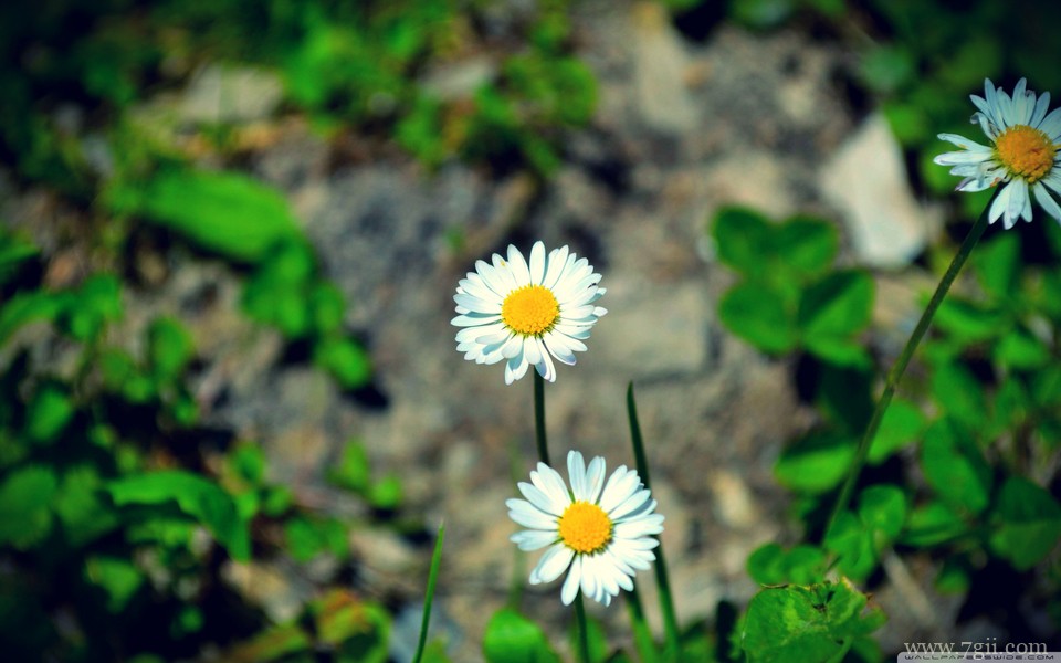明艳动人花卉高清壁纸