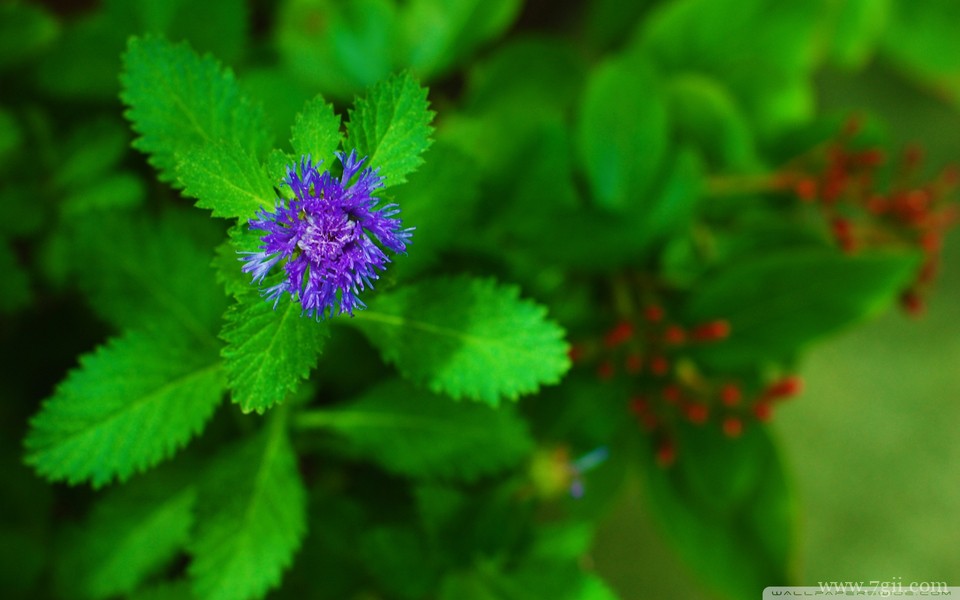 明艳动人花卉高清壁纸