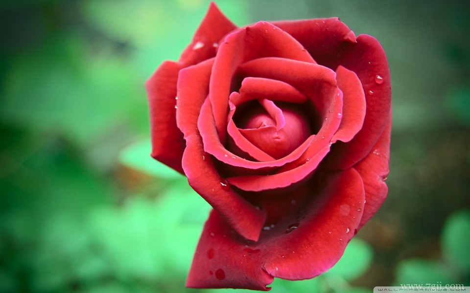 明艳动人花卉高清壁纸