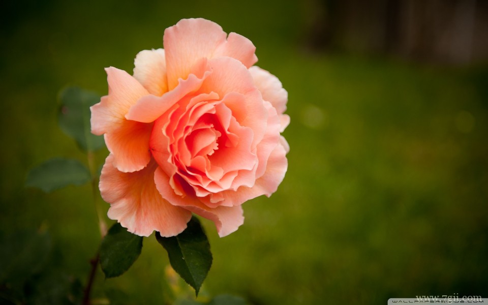 明艳动人花卉高清壁纸