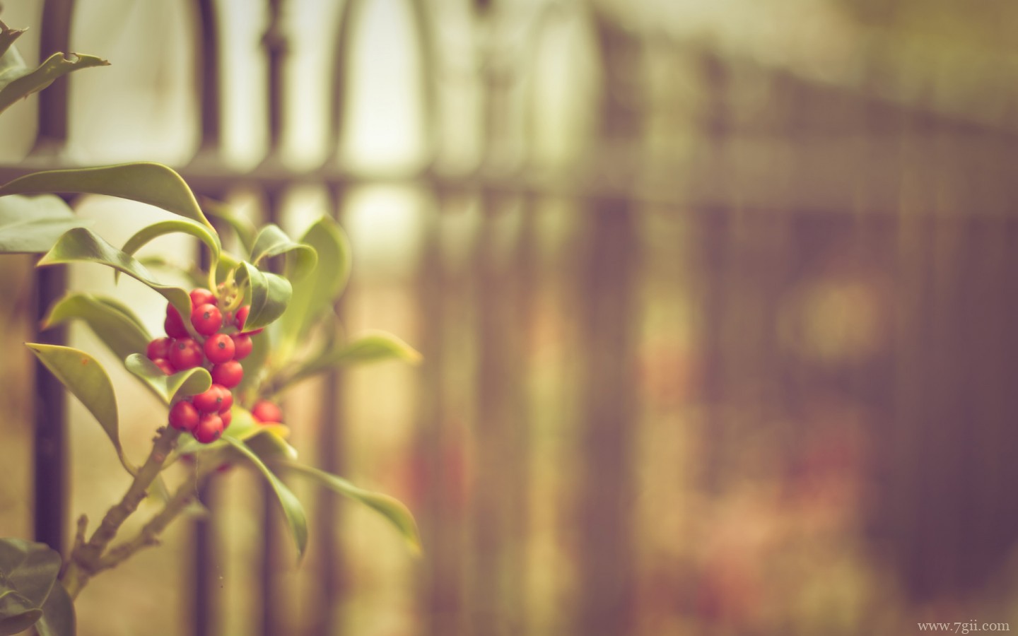 简约花卉高清意境壁纸
