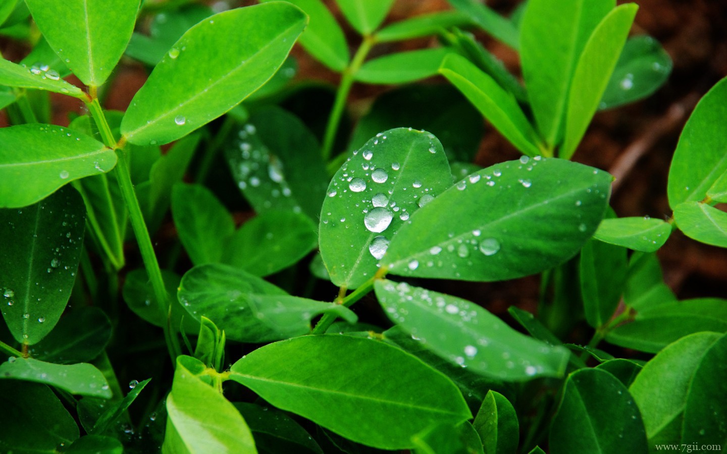 简约花卉高清意境壁纸