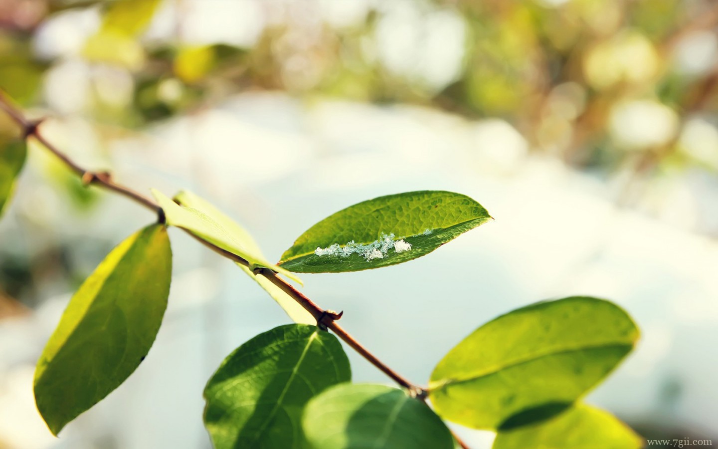 简约花卉高清意境壁纸