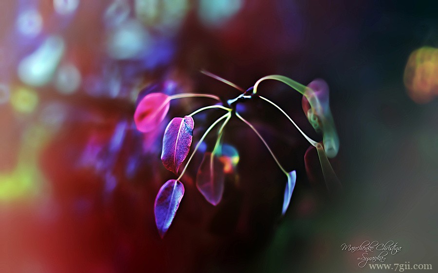 梦幻唯美花卉植物高清壁纸