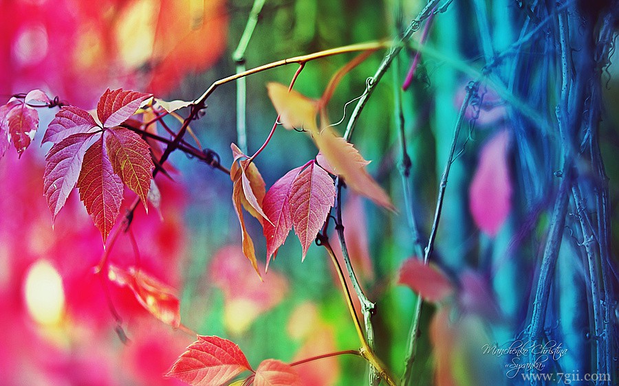 梦幻唯美花卉植物高清壁纸