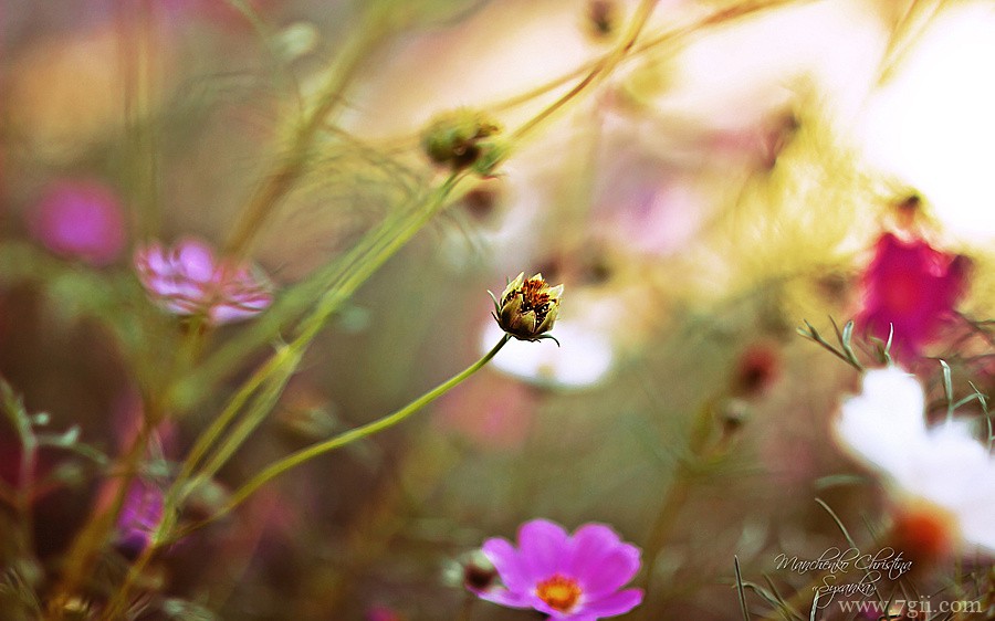 梦幻唯美花卉植物高清壁纸