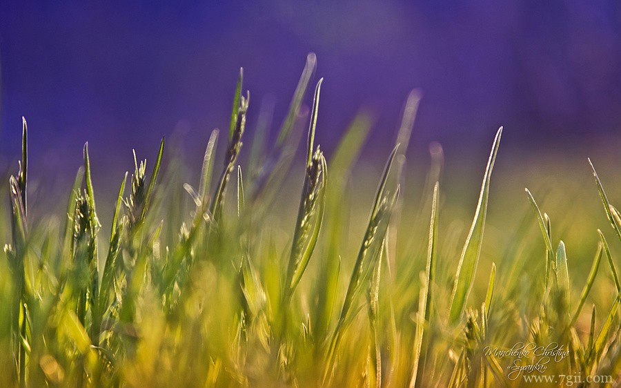 梦幻唯美花卉植物高清壁纸