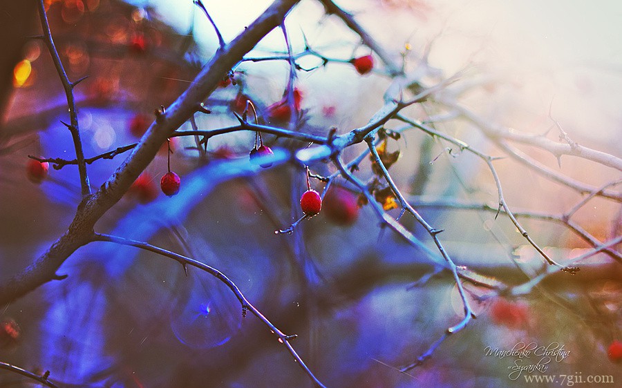 梦幻唯美花卉植物高清壁纸