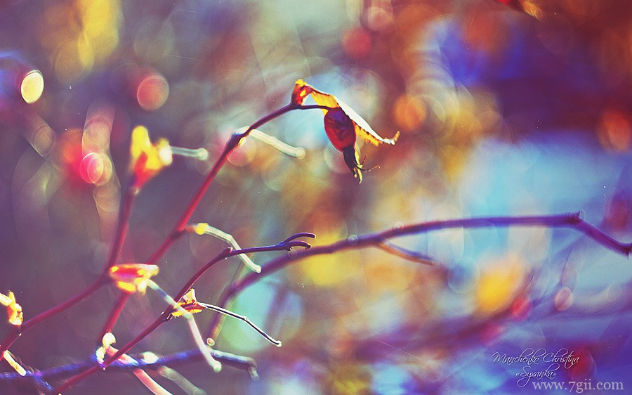 梦幻唯美花卉植物高清壁纸