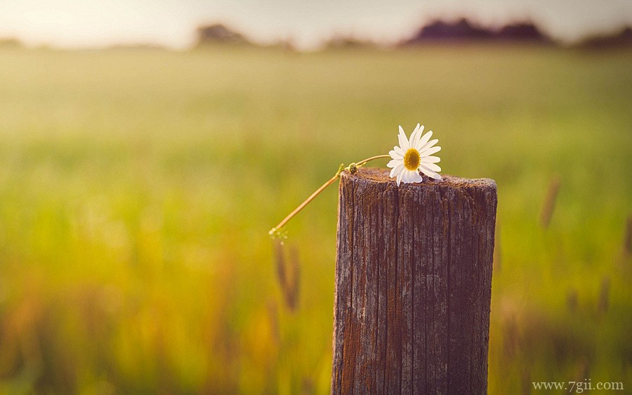 自然唯美花卉高清壁纸大图