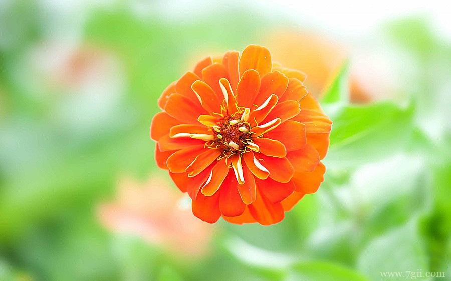 自然唯美花卉高清壁纸大图