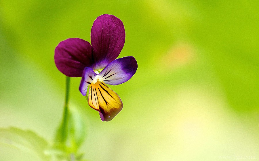 自然唯美花卉高清壁纸大图