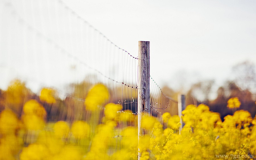 自然唯美花卉高清壁纸大图